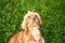 Ginger Spaniel looks at place of your advertising