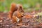 Ginger squirrel with nut in Mlada Boleslav