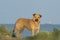 Ginger stray dog on the shore of the blue sea. Sad animal emotions