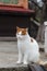 Ginger street cat is sitting. Yard abandoned cat. Spotted street cat sits on a bench by the sea. Yard stray cat.