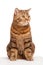 Ginger striped cat sitting over background