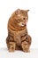 Ginger striped cat sitting over background