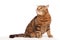 Ginger striped cat sitting over background