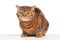 Ginger striped cat sitting over background