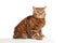 Ginger striped cat sitting over background