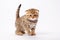 Ginger striped scottish fold kitten