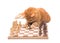 Ginger tabby cat carefully moving chess pieces