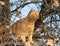 Ginger tabby cat climbing in a tree