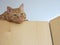 Ginger tabby cat looking down from top of cupboard