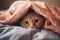 Ginger tabby cat lying on bed. Happy cute kitten resting at home.