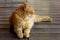 Ginger tabby cat lying down in profile