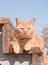 Ginger tabby cat resting on a wooden step