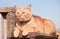 Ginger tabby cat resting on a wooden step