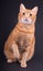 Ginger tabby cat sitting against dark gray background