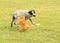 Ginger tabby cat swatting at an obnoxious spotted dog