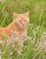 Ginger tabby cat in tall grass