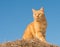 Ginger tabby cat on top of a hay bale