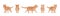 Ginger Tabby Cat walking