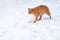 Ginger tabby cat walking on the snow