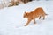 Ginger tabby cat walking on the snow