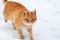 Ginger tabby cat walking in the snow near the frozen river