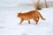 Ginger tabby cat walking on the snow near the frozen river