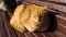 Ginger tabby cat washes his body and sits on a wooden bench in the street