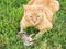 Ginger tabby cat with a young cottontail rabbit