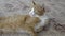 Ginger tabby kitten sleeps lounging on the carpet in the house. Portrait of a ginger cat close-up. Home cute pet is resting on the