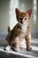 Ginger three color cat is sitting on bed and looking in camera. Warm toning image. Lifestyle pet concept
