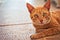 Ginger tom cat close up horizontal portrait - Domestic Animals