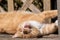 Ginger tom cat sunbathing on wooden bench