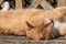 Ginger tom cat sunbathing on wooden bench licking nose