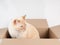 Ginger tomcat lying in the paper box, cardboard box with a cat on white background