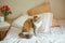 Ginger, tricolor cat relaxing on in the bed. Cozy concept
