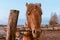 Ginger village horse in spring in Levada early in the morning.