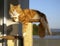 Ginger and White cat with long fluffy tail resting on stool with paw hanging down.