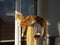 Ginger and White cat with long fluffy tail resting on stool with paw hanging down and looking left