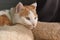 Ginger and white cat lying on bed.