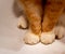 Ginger and white cat paws with side profile shadow