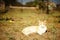 Ginger white cat rest in sunny summer garden