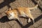 Ginger white cat resting outdoor on a tiled stone floor in a sunny day