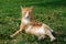 A ginger and white cat sitting relaxing like a boss