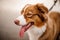 Ginger and white dog on a black leash standing with a open mouth