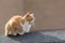 Ginger and white domestic pet cat lying on a roof top