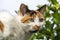 Ginger and white domestic tabby cat