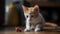 A ginger and white kitten pawing at a toy mouse created with Generative AI