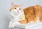 Ginger white longhair tomcat lying on the stool with flower around neck on white background