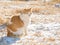 Ginger and white stray cat in snow on a cold winter day