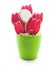Gingerbread in a pot isolated on a white background. Gingerbread flower arrangement. Tulips in a pot. Gingerbread in the form of a